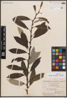 Foto von Salix discolor Muhl.
